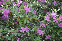 Azalea 'Conlec' AUTUMN ROYALTY — photo 2